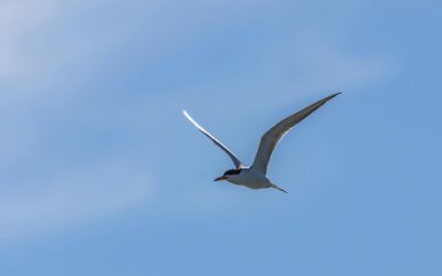 Keeping our Focus – Lesson from an Arctic Tern