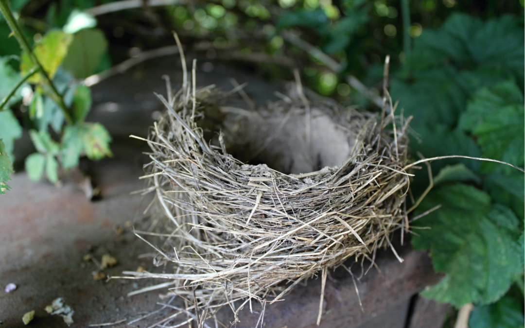 an empty bird's nest sits on a wooden table, surrounded by deep green leaves.