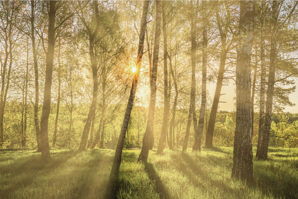 Rays of warm sunlight burst through a green forest of trees.
